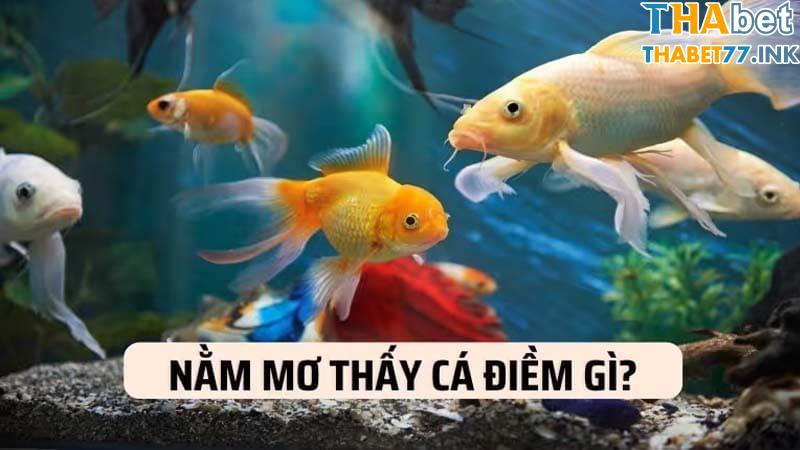 Nằm mơ thấy cá có các màu sắc khác nhau