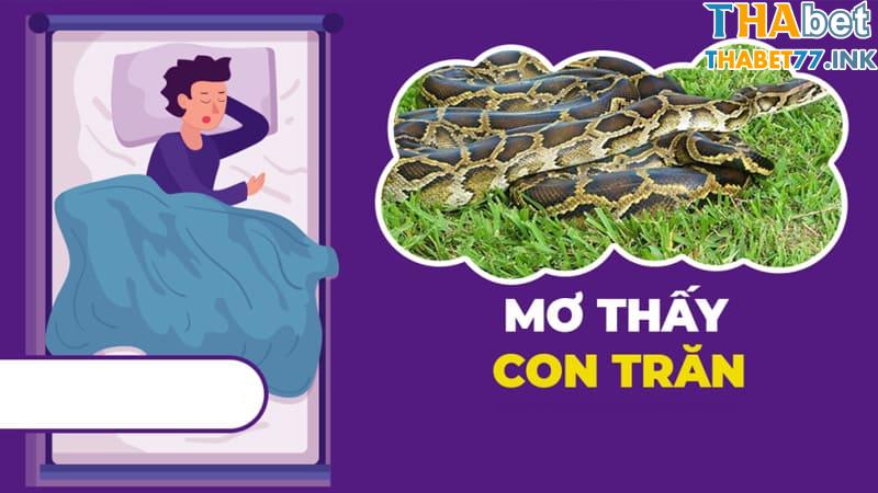 Giấc mơ thấy trăn mang lại điềm báo lành hay dữ cho gia chủ